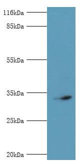 CDK5 Antibody (aa1-292)