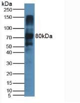 LPO / Lactoperoxidase Antibody