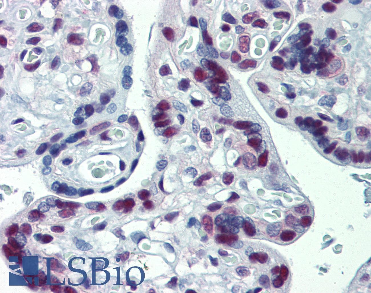 IHC-plus™ Monoclonal Mouse anti-Human CUL9 / Cullin 9 Antibody (clone PO69, IHC, WB)