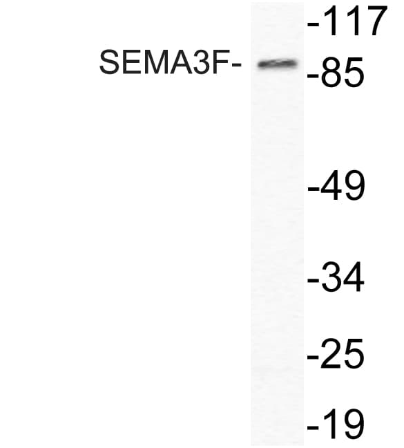 Polyclonal Rabbit anti-Human SEMA3F / Semaphorin 3F Antibody (aa734-783, WB)
