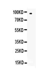 Polyclonal Rabbit anti-Human SELL / L-Selectin / CD62L Antibody (WB)