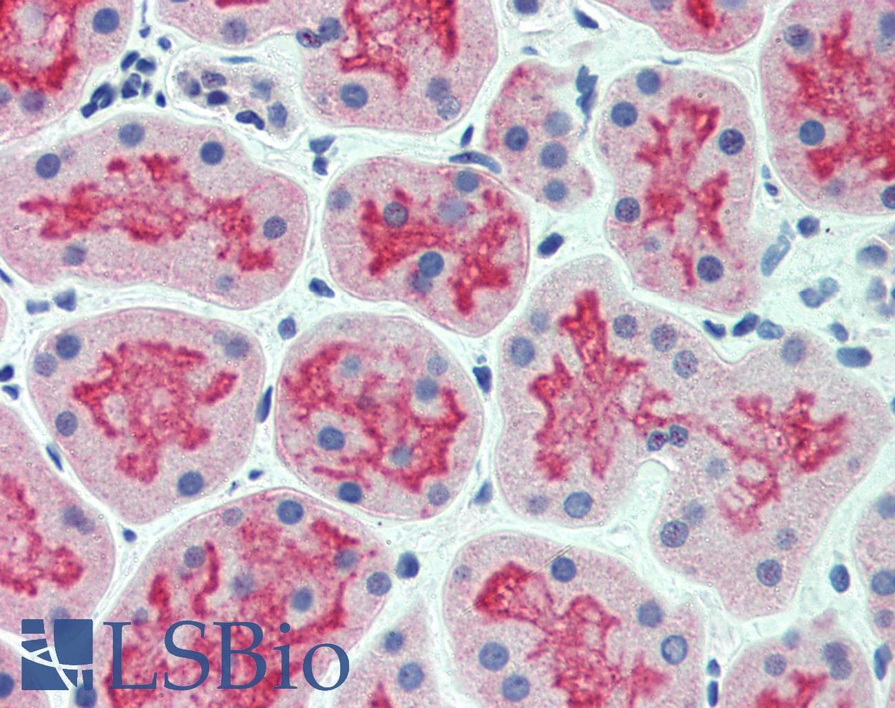 IHC-plus™ CDHR5 / MUCDHL Antibody (Internal)