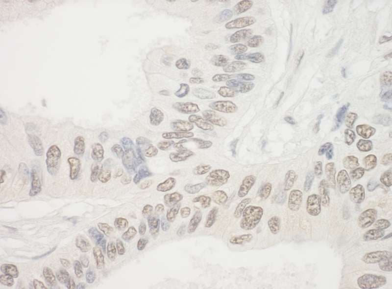 NOL10 Antibody (aa638-688)