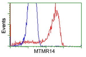 MTMR14 Antibody (clone OTI6B6)
