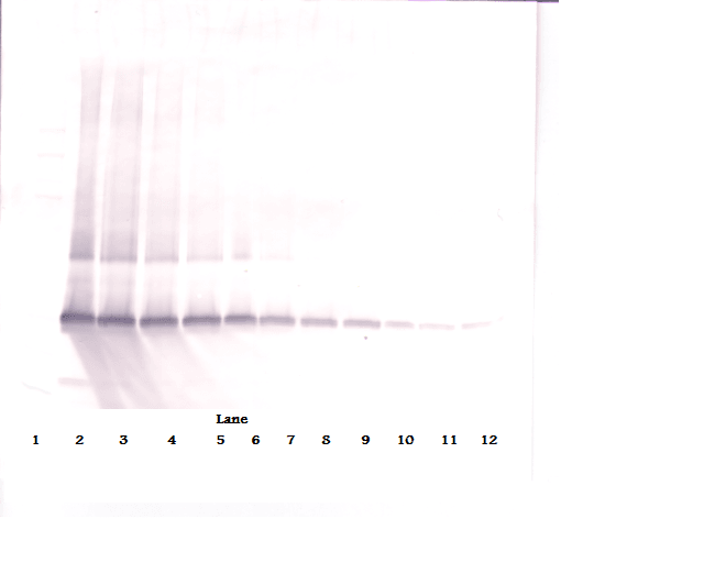 IHC-plus™ Polyclonal Rabbit anti-Human PDGF-AA Antibody (IHC, WB)