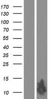 Human FAM25A Protein (Over-Expression Lysate Myc-DDK (Flag))