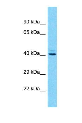 OR10J1 Antibody (C-Terminus)