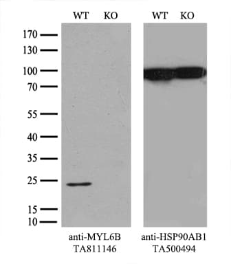 MYL6B Antibody (clone OTI7F10)