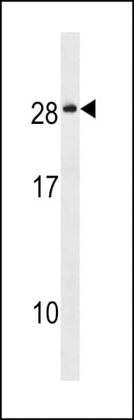 Polyclonal Rabbit anti-Human NKAIN4 / C20orf58 Antibody (aa167-195, WB)
