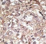 Polyclonal Rabbit anti-Mouse TLR1 Antibody (aa764-795, IHC, WB)