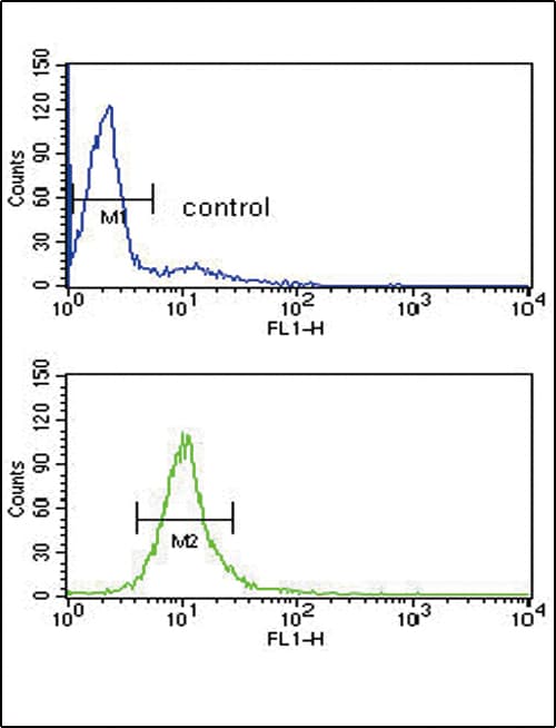 CYP51A1 / CYP51 Antibody (aa250-279)