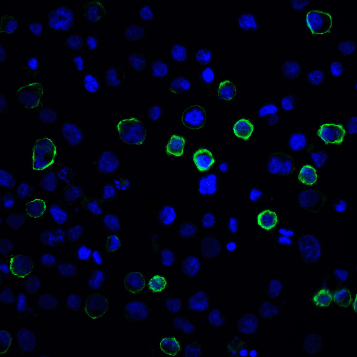 IHC-plus™ Monoclonal Mouse anti-Human PD-L2 / PDCD1LG2 / CD273 Antibody (clone 7C7, IHC, IF, WB)