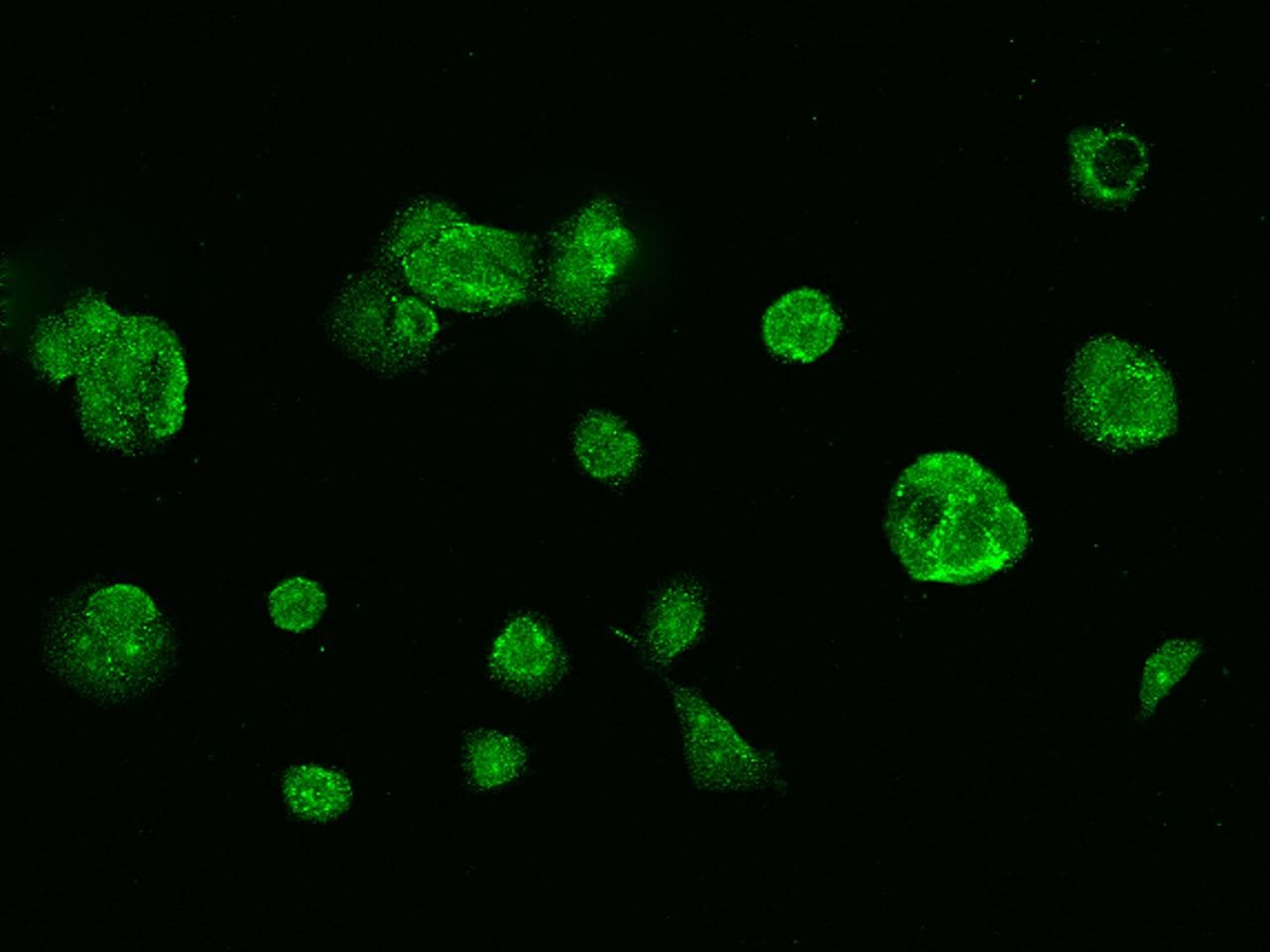 GSR / Glutathione Reductase Antibody