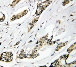HSPH1 / HSP105 Antibody (aa713-733)
