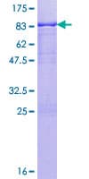 Human PKNOX1 / PREP1 Protein (Recombinant GST)