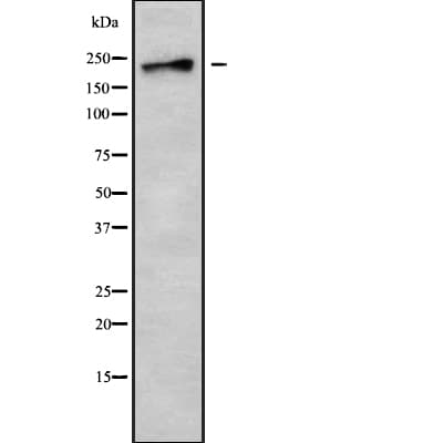 DOCK7 Antibody