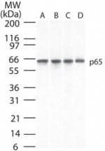 RELA / NFKB p65 Antibody (aa526-539, clone 112A1021, Azide-free)
