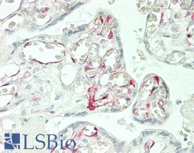 IHC-plus™ IDO1 / IDO Antibody (clone 4B11)