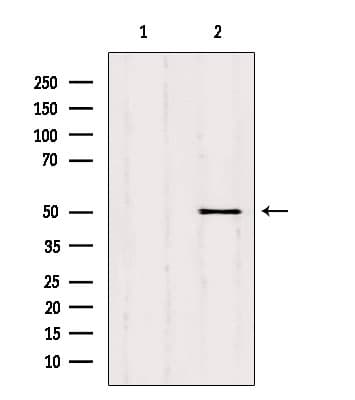 SQRDL Antibody