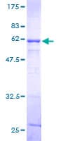 Human POLR2C Protein (Recombinant GST)
