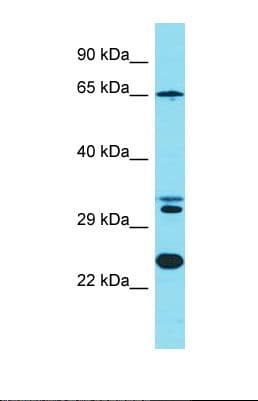 KLC4 Antibody (aa62-111)