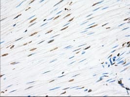 EIF2S1 Antibody (clone OTI5D10)