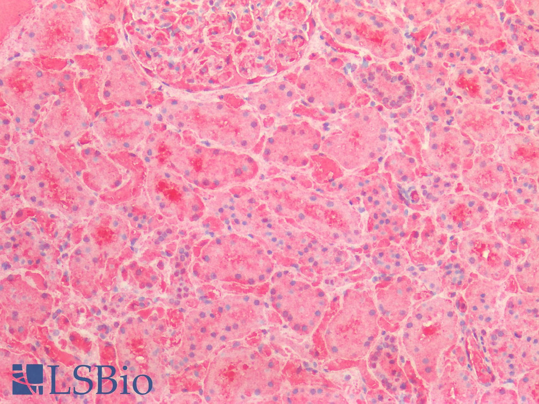 PathPlus™ ENO1 / Alpha Enolase Antibody