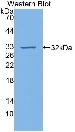 VCAM1 / CD106 Antibody (aa369-658)