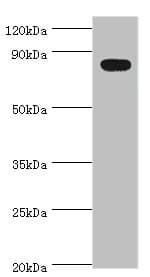 BACH1 Antibody (aa1-320)