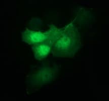 Monoclonal Mouse anti-Human IDO1 / IDO Antibody (clone OTI4C11, IF, WB)
