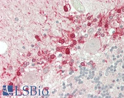 IHC-plus™ REEP2 Antibody (clone 2B7)