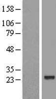 Human SRSF10 / FUSIP1 Protein (Over-Expression Lysate Myc-DDK (Flag))