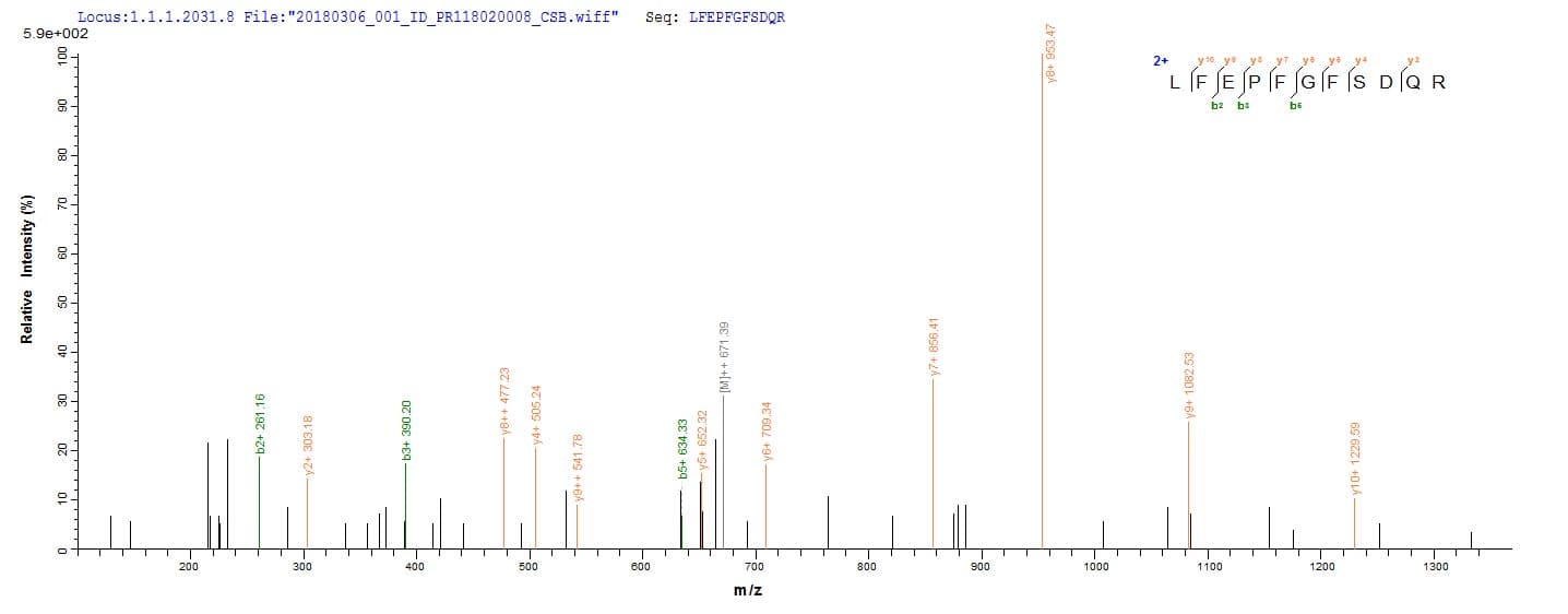 Adenovirus Type 5 L3 Protein (Recombinant 10His, N-terminus + Myc, C-terminus)