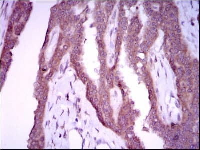 NOS2 / iNOS Antibody (clone 4E5)