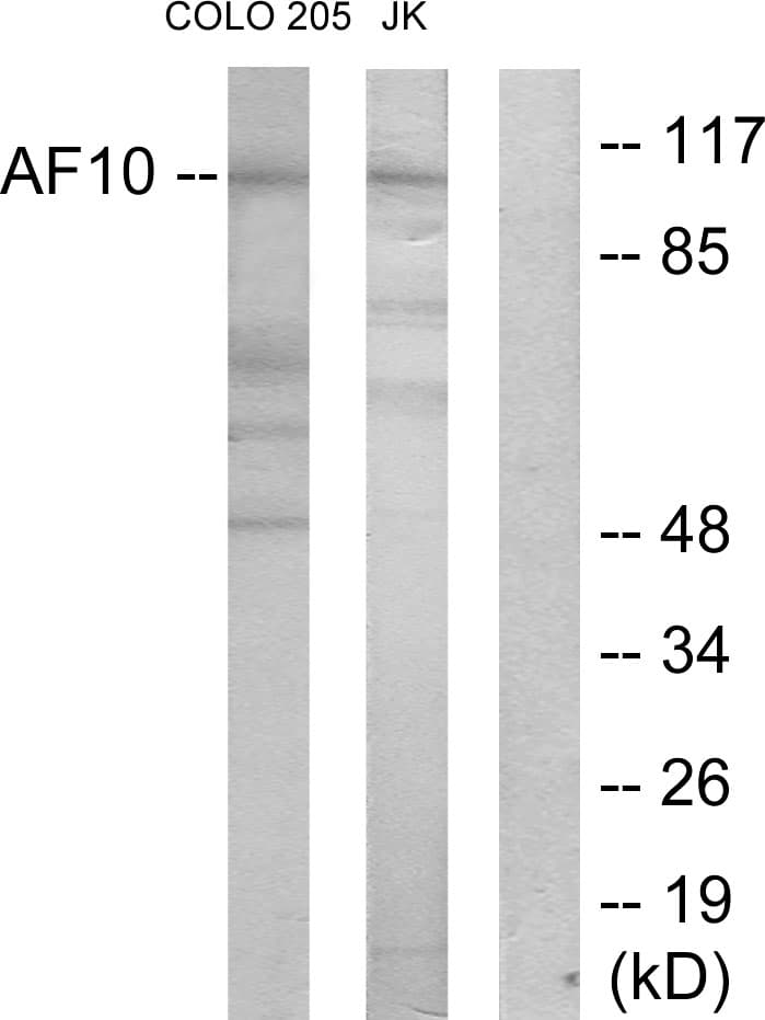 MLLT10 Antibody (aa211-260)