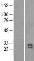 IZUMO4 Protein (Over-Expression Lysate Myc-DDK (Flag))