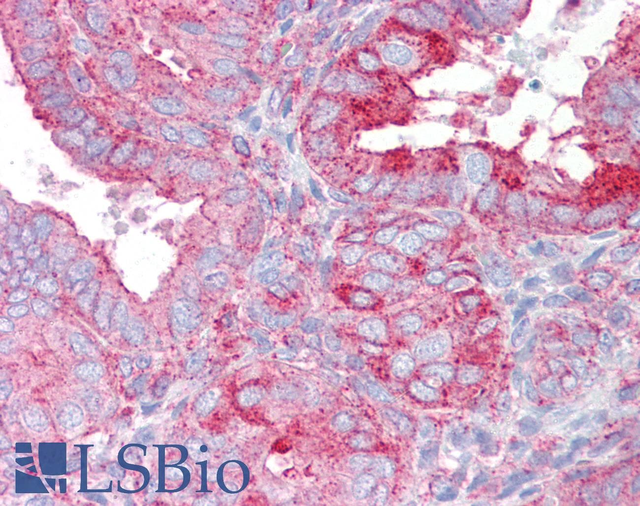 IHC-plus™ NUMB Antibody