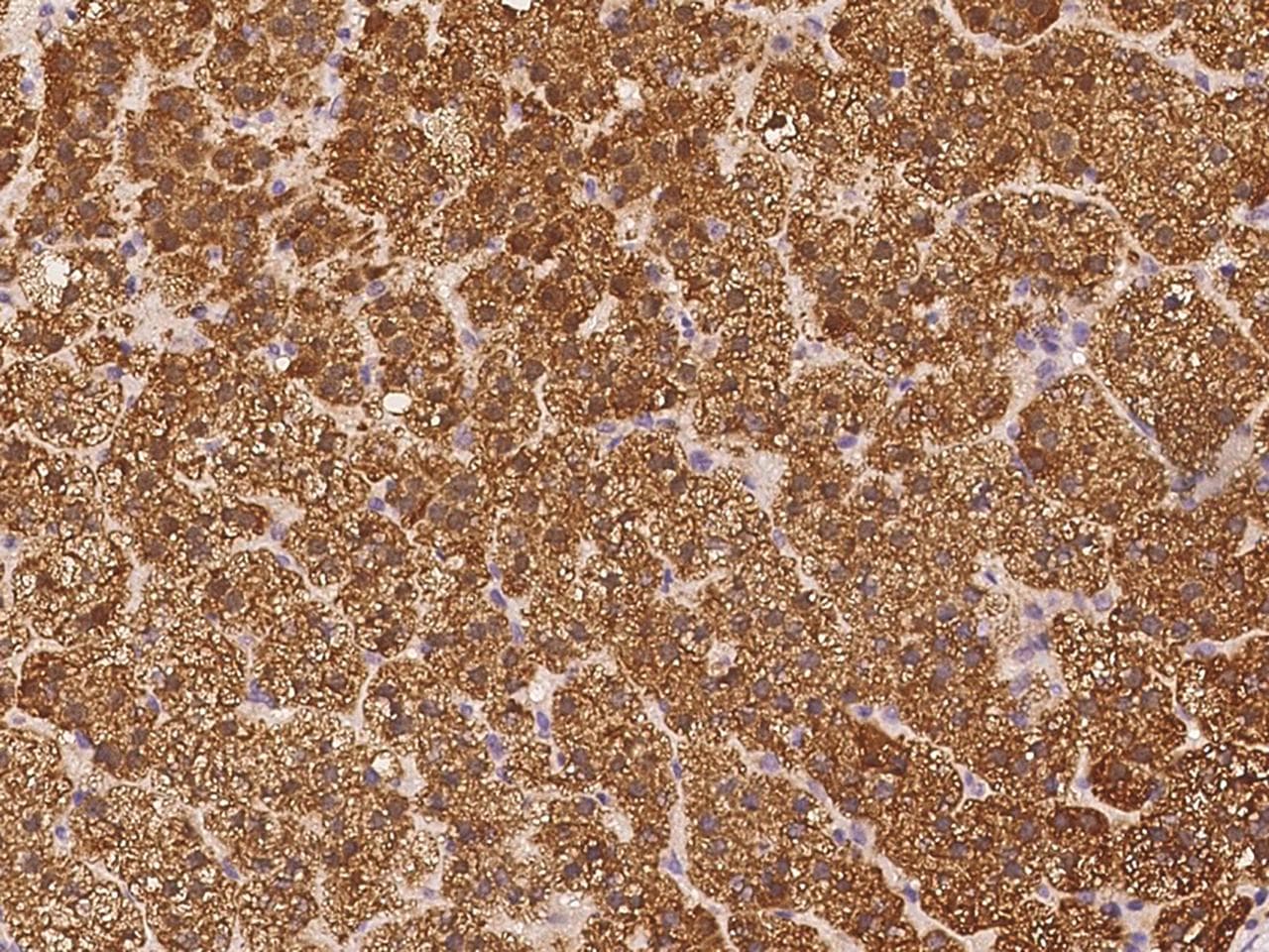 PLCL1 Antibody