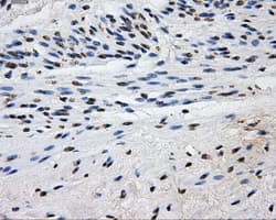 L1CAM Antibody (clone OTI3G1)