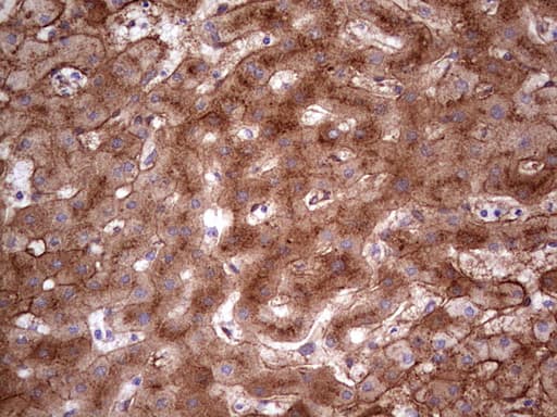APOE / Apolipoprotein E Antibody (clone OTI1H6, Carrier-free)