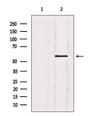 NFIA / Nuclear Factor 1 Antibody