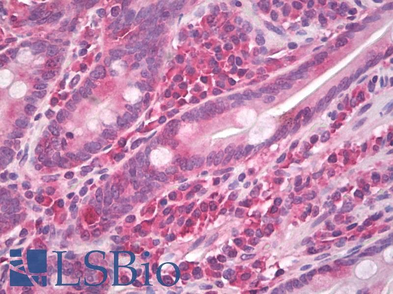 IHC-plus™ CNTF Antibody