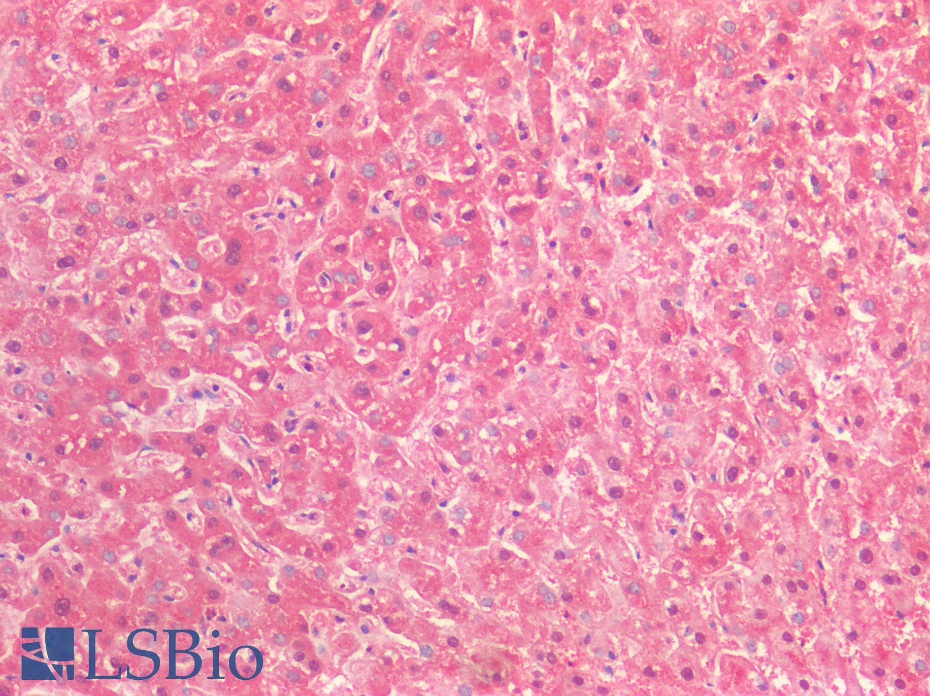 PathPlus™ GSTP1 / GST Pi Antibody (clone OTI4B6)