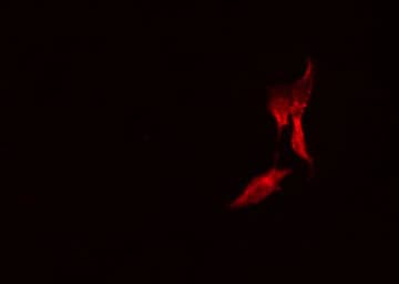 PLCG2 / PLC Gamma 2 Antibody
