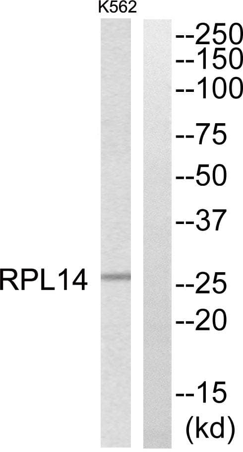 RPL14 / Ribosomal Protein L14 Antibody