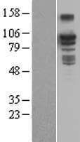 BCAR3 Protein (Over-Expression Lysate Myc-DDK (Flag))