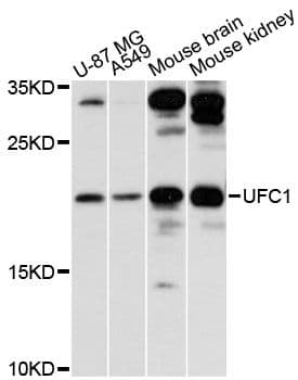 UFC1 Antibody