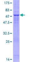 Human MOS Protein (Recombinant GST)