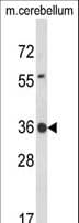 CLDND1 Antibody (aa43-72)