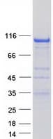 Human PTK2B / PYK2 Protein (Recombinant Myc-DDK (Flag))